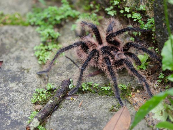 Nhandu coloratovillosus